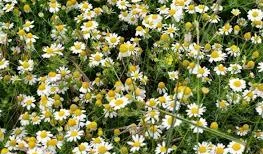 Семена Ромашка лекарственная/аптечная  - Изображение #1, Объявление #1730577