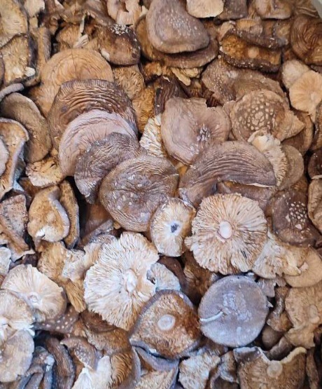 Мухомор пантерный с Алтайского края - Изображение #1, Объявление #1732936