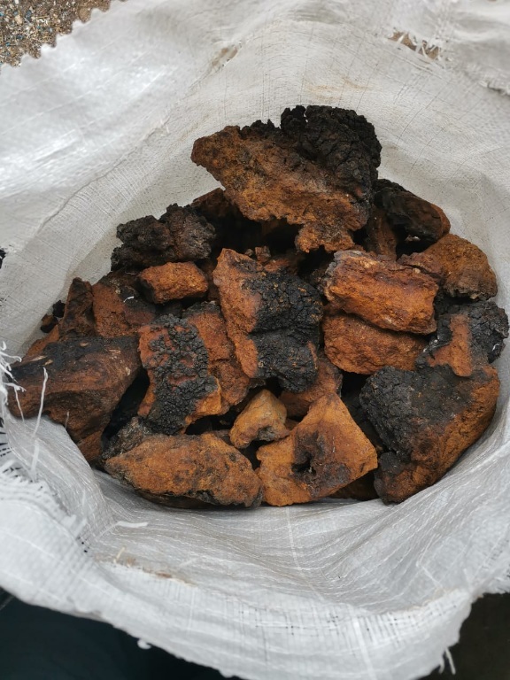 Березовый гриб чага от производителя - Изображение #1, Объявление #1732955