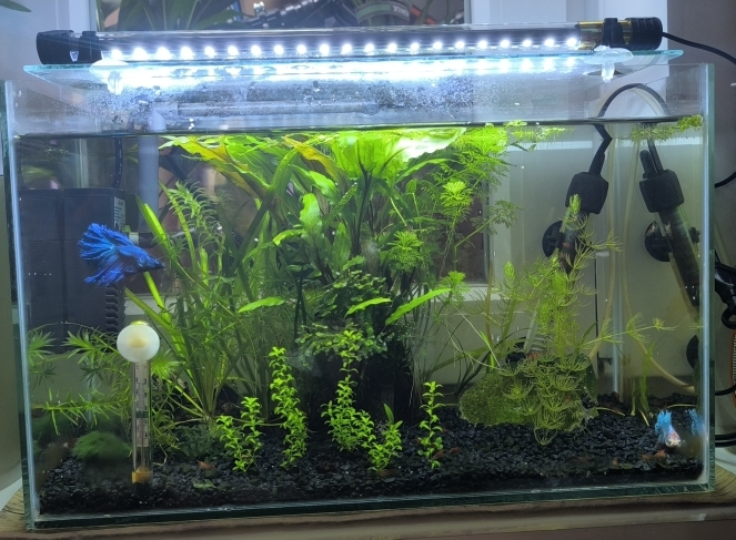 Продаются готовый аквариум. - Изображение #1, Объявление #1749012