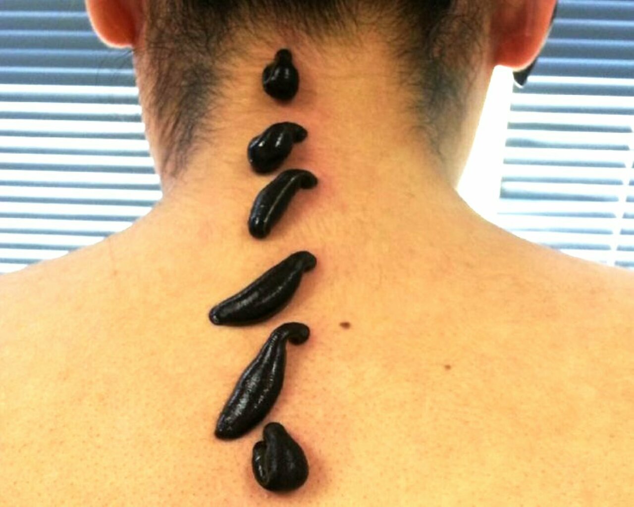 Обучаем гирудотерапии, стать гирудотерапевтом - Изображение #1, Объявление #1749374