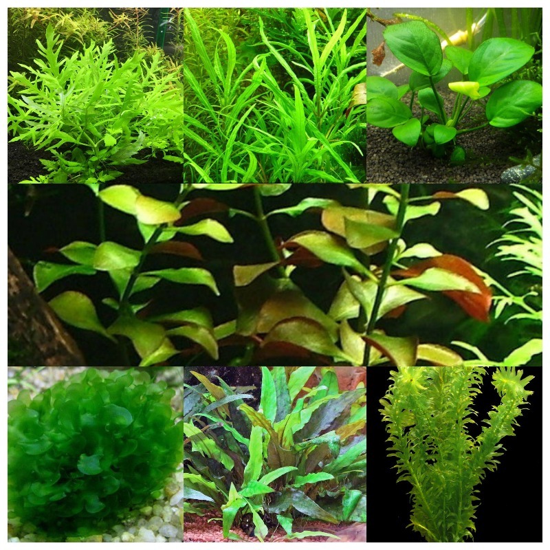 Продаются аквариумные растения. - Изображение #1, Объявление #1750521