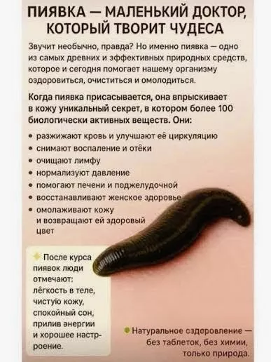 Нормализация давления: эффективная помощь пиявок - Изображение #1, Объявление #1754134