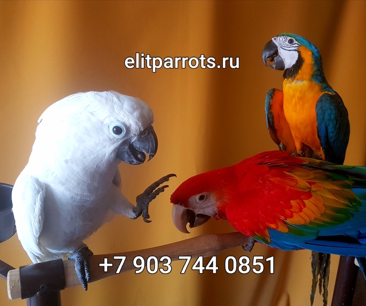  Попугаи - абсолютно ручные птенцы из питомника - Изображение #1, Объявление #820341