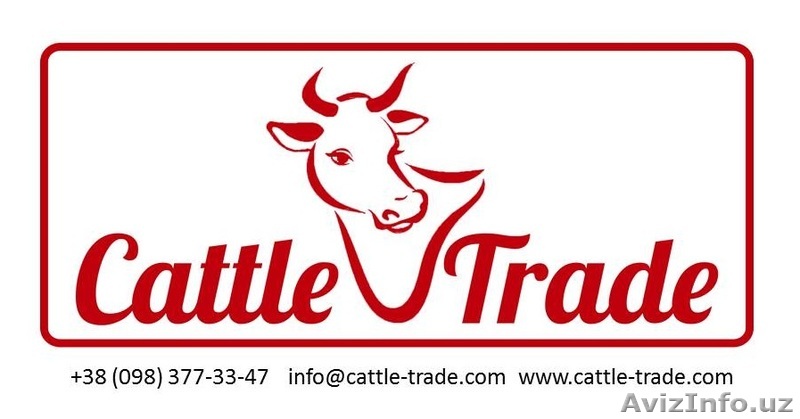 Племенные нетели с Чехии - Изображение #1, Объявление #1203167