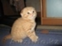   Продаётся    шотландские вислоухие котята - Изображение #1, Объявление #2932