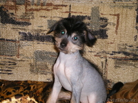 Продаю щенков Китайской лысой хохлатой - Изображение #1, Объявление #5097