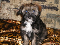 Продаю щенков Китайской лысой хохлатой - Изображение #2, Объявление #5097