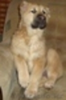   Продаётся   щенок Алабая (среднеазиатская овчарка)девочка. - Изображение #1, Объявление #3363