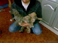 Щенки Стаффорд! - Изображение #2, Объявление #6491