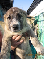 Продам щенков алабая - Изображение #1, Объявление #16783