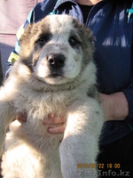 Продам щенков алабая - Изображение #2, Объявление #16783