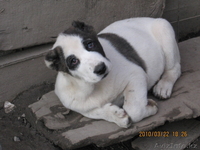 Продам щенков алабая - Изображение #3, Объявление #16783