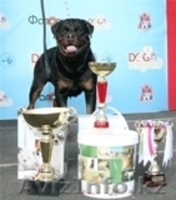 Ротвейлера Щенки - Изображение #1, Объявление #15580