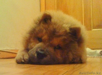 Продаётся щенок Чау-Чау с родословной. - Изображение #1, Объявление #12524