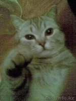 продам британского кота - Изображение #3, Объявление #17900