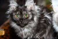 отдам в добрые руки Бойцовских  котят!!! - Изображение #1, Объявление #18448