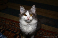 отдам в добрые руки Бойцовских  котят!!! - Изображение #2, Объявление #18448