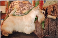  щенки скотч-терьера - Изображение #1, Объявление #12775