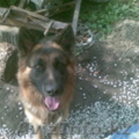 ищу сучку для вязки - Изображение #1, Объявление #26854