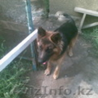 ищу сучку для вязки - Изображение #3, Объявление #26854