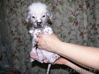продам щенят китайской голой хохлатой - Изображение #1, Объявление #21244