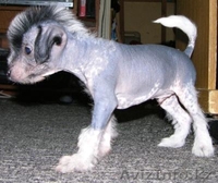 продам щенят китайской голой хохлатой - Изображение #3, Объявление #21244