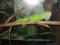 Зеленая инуана продажа - Изображение #2, Объявление #24509