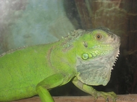Зеленая инуана продажа - Изображение #1, Объявление #24509