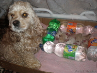 щенки американского кокер спаниеля - Изображение #1, Объявление #19443