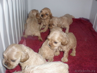 щенки американского кокер спаниеля - Изображение #2, Объявление #19443