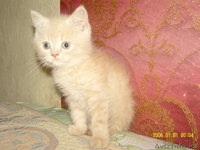 продам котенка Шотландский короткошерстный (страйт) - Изображение #2, Объявление #20041