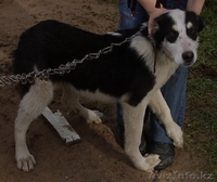 Щенки средне-азиатской овчарки (Алабаи) - Изображение #1, Объявление #21954