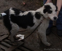Щенки средне-азиатской овчарки (Алабаи) - Изображение #2, Объявление #21954