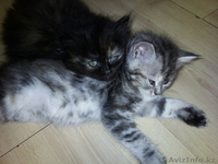 полуперсы красивые котята  - Изображение #1, Объявление #33014