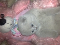 британские и вислоухие котята - Изображение #2, Объявление #30780