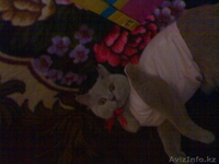 британские и вислоухие котята - Изображение #3, Объявление #30780