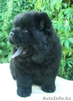 Продам щенков чау-чау - Изображение #2, Объявление #47275