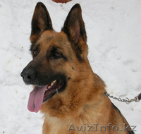 Продам щенков немецкой овчарки - Изображение #3, Объявление #46886