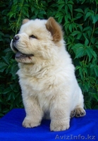 Продам щенков чау-чау - Изображение #3, Объявление #47275