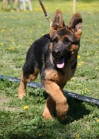 Продам щенков немецкой овчарки - Изображение #1, Объявление #46886