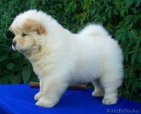 Продам щенков чау-чау - Изображение #4, Объявление #47275