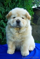 Продам щенков чау-чау - Изображение #5, Объявление #47275