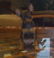 Русский той терьер - Изображение #1, Объявление #38454