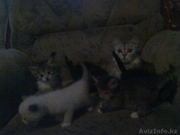 котята разных окрасов - Изображение #1, Объявление #55806