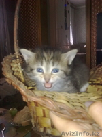котята разных окрасов - Изображение #3, Объявление #55806