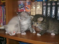 котята разных окрасов - Изображение #5, Объявление #55806