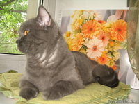 Британский короткошерстный кот - Изображение #1, Объявление #51600