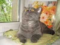 Британский короткошерстный кот - Изображение #2, Объявление #51600