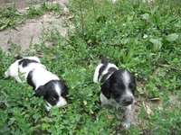 щенков русского спаниеля - Изображение #4, Объявление #57300